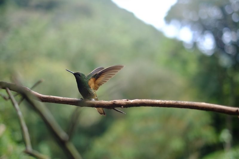 how to attract hummingbirds rest stop