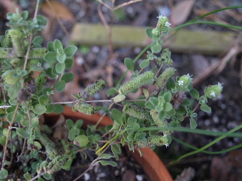Herb flowers are popular with most pollinators