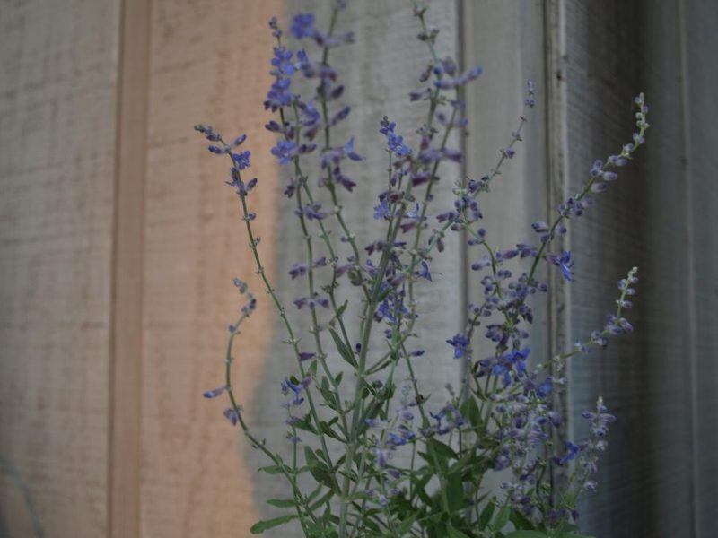 Russian sage.