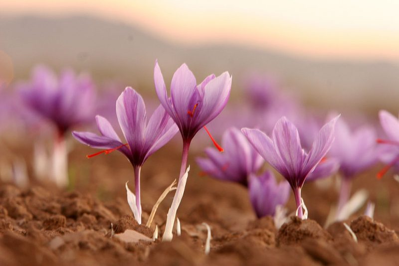Crocus Sativus - aka Saffron is a unique fall option. Image - Safa.daneshvar, Wikipedia
