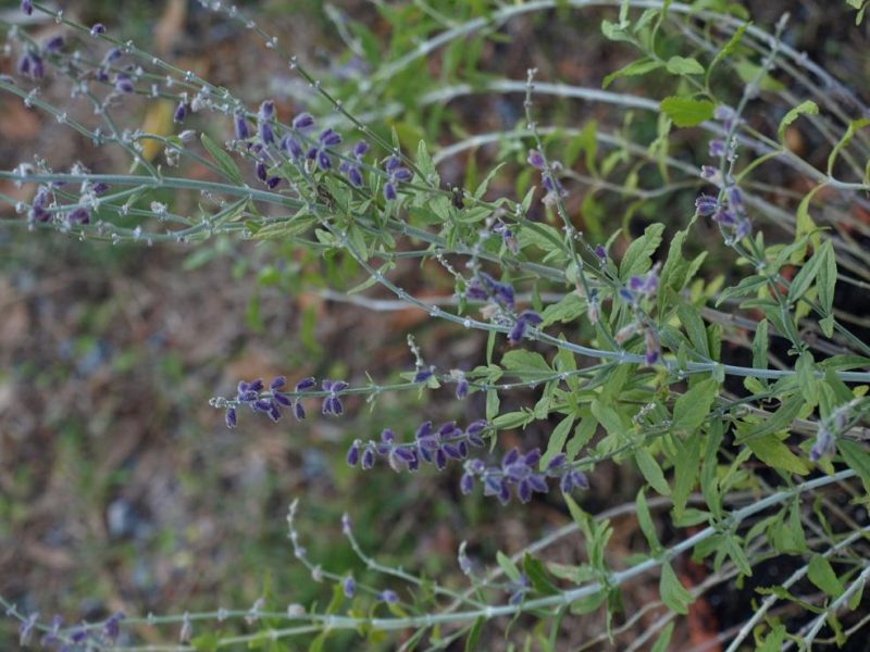 Sage - a drought resistant plant and flower.