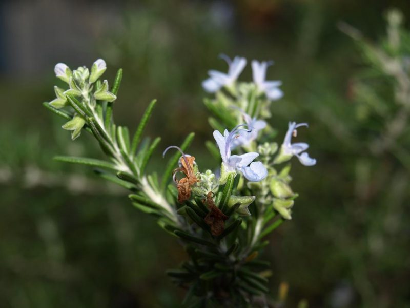 Rosemary - a Mediterranean herb.