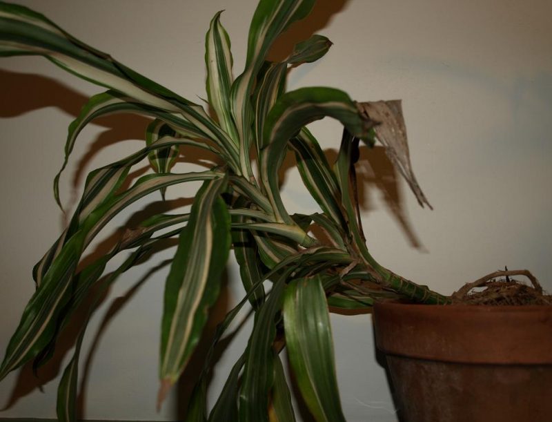 Dracenas: a popular house plant that is also fairly drought tolerant.