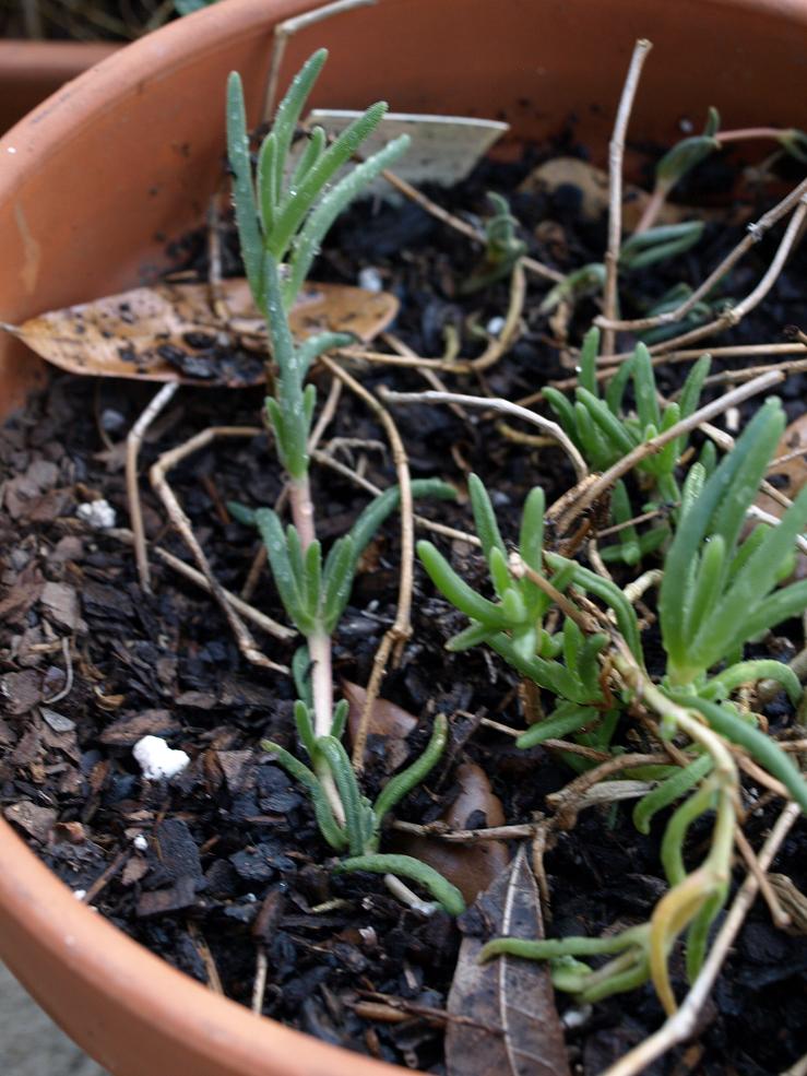 Ice plant -- drought tolerant but invasive. Proceed with caution.