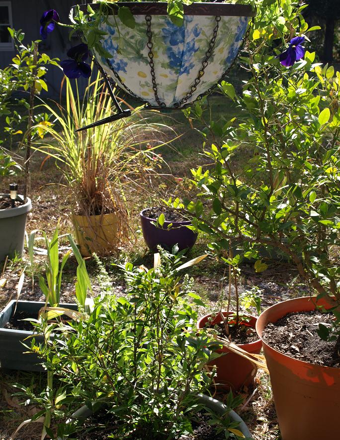 It drains on other plants.