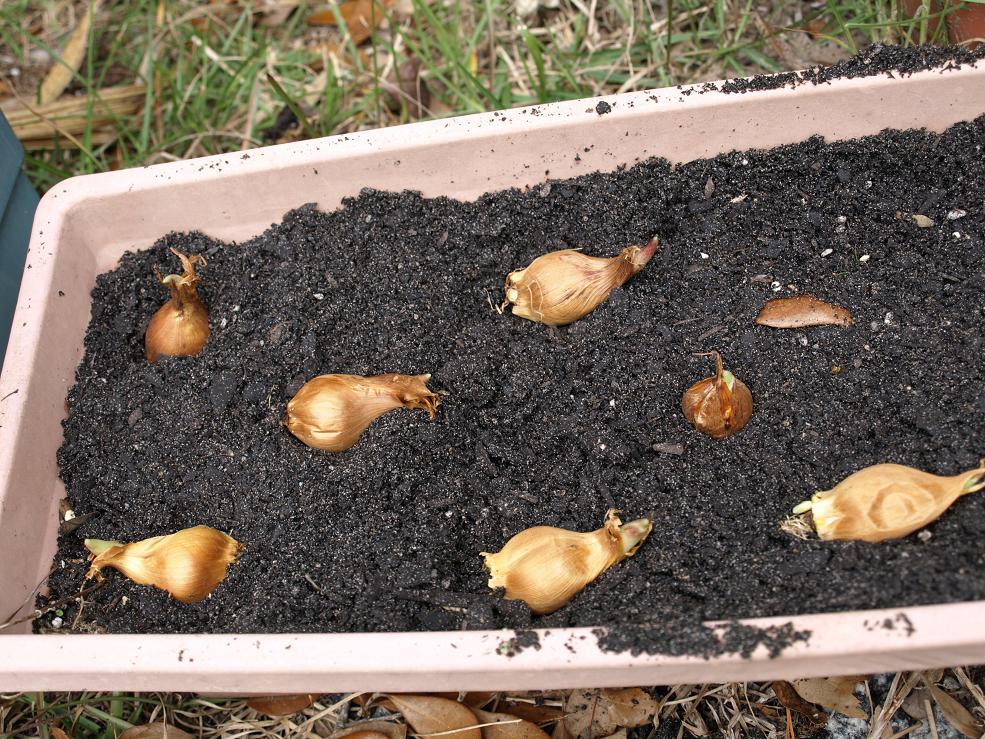 Spring Flower Bulbs In Containers