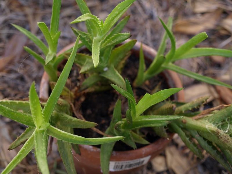 summer gardening with aloe