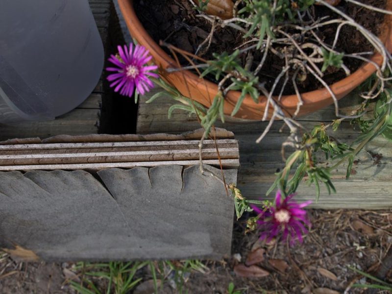 summer gardening - watering is key