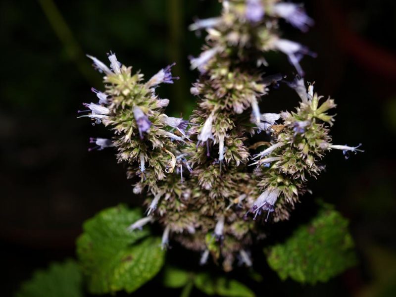 unusual herbs: anise hyssop