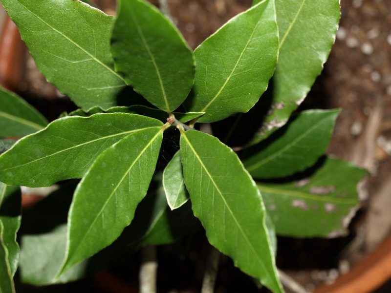 unusual herbs: bay