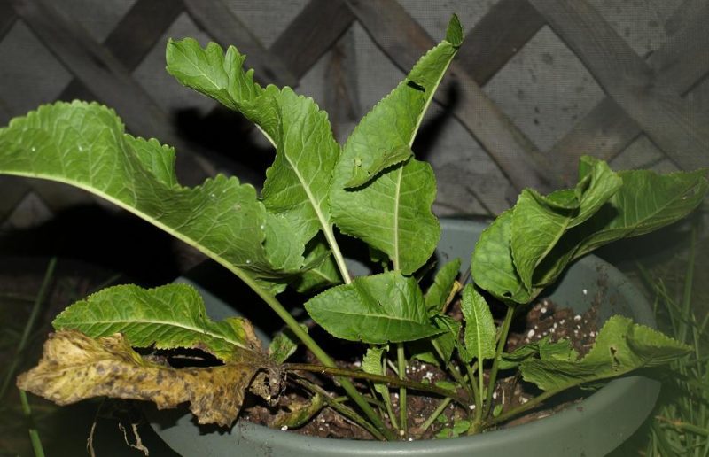 unusual herbs : horseradish