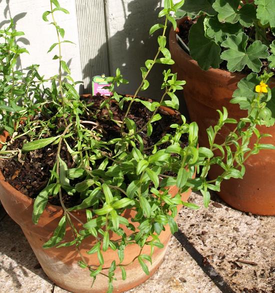 grow unusual herbs Mexican tarragon
