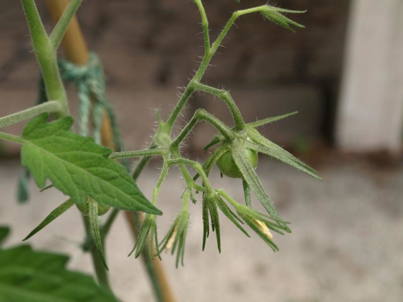 tomatoes