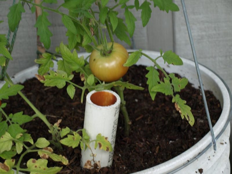 tomatoes