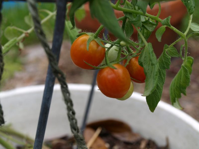 tomato growing tips