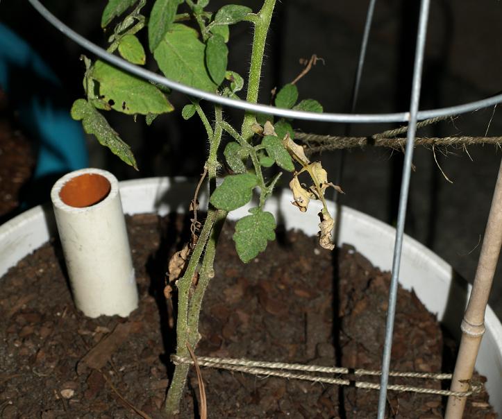 tomatoes