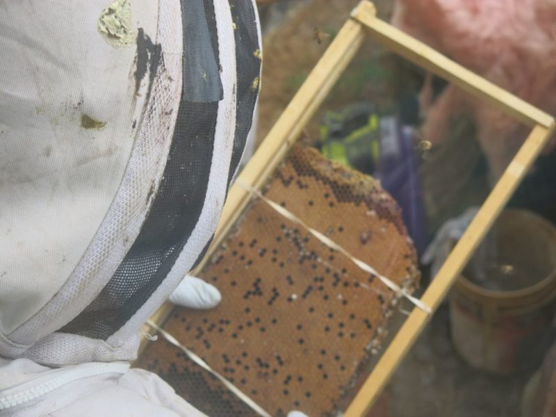 bee hive frame