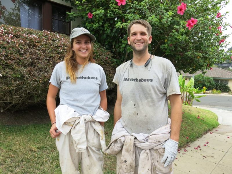 live bee removal team
