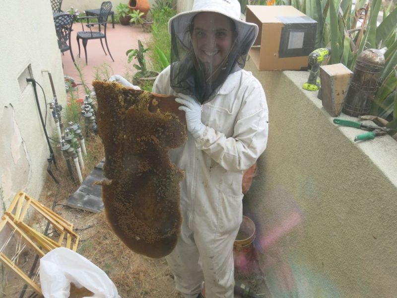 larger honeycomb