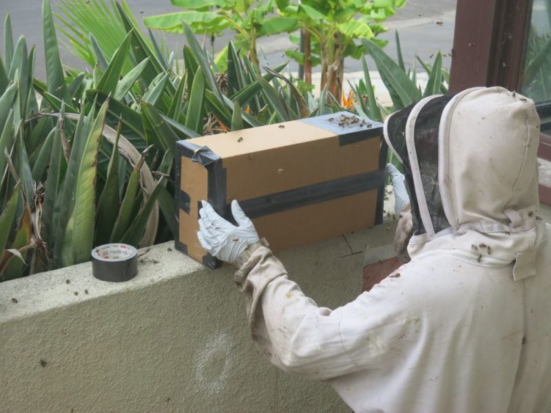 bee relocation