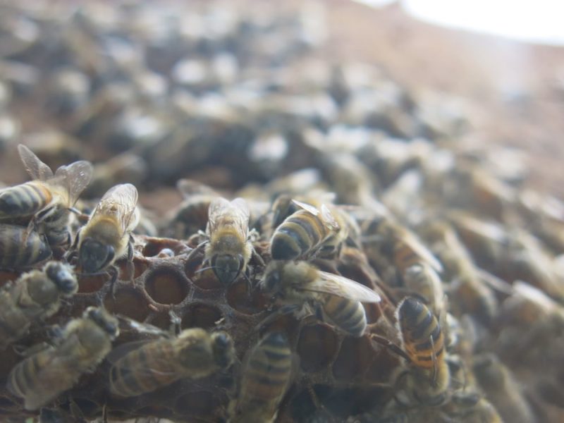 DIY bee removal not recommended