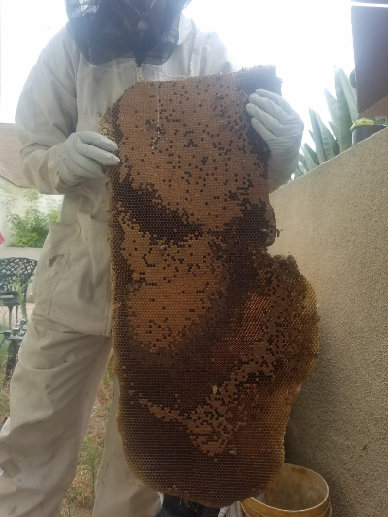 pulling out the honeycomb