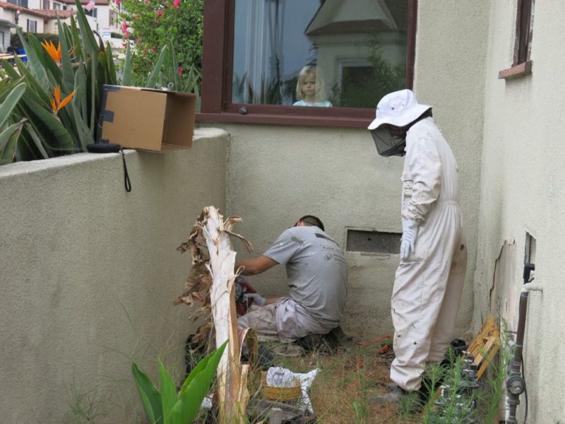 bee removal cutting into stucco
