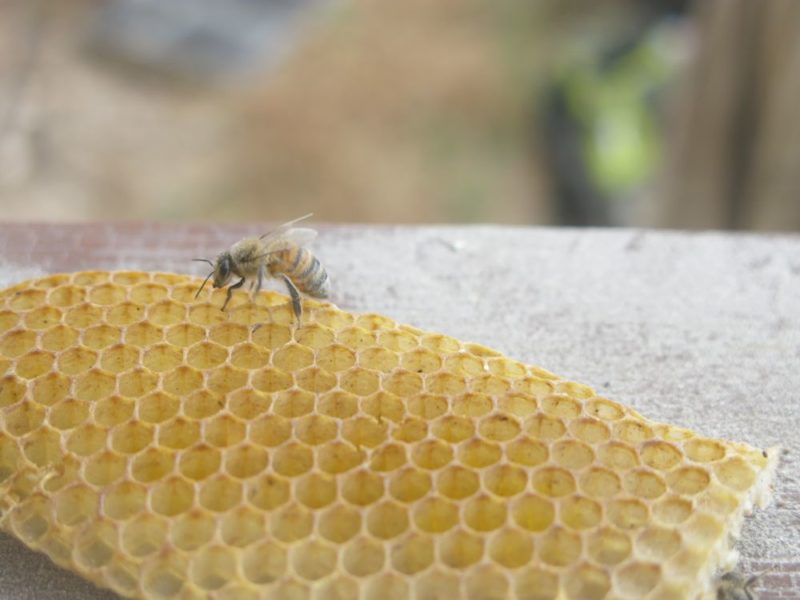 live bee removal vs bee extermination