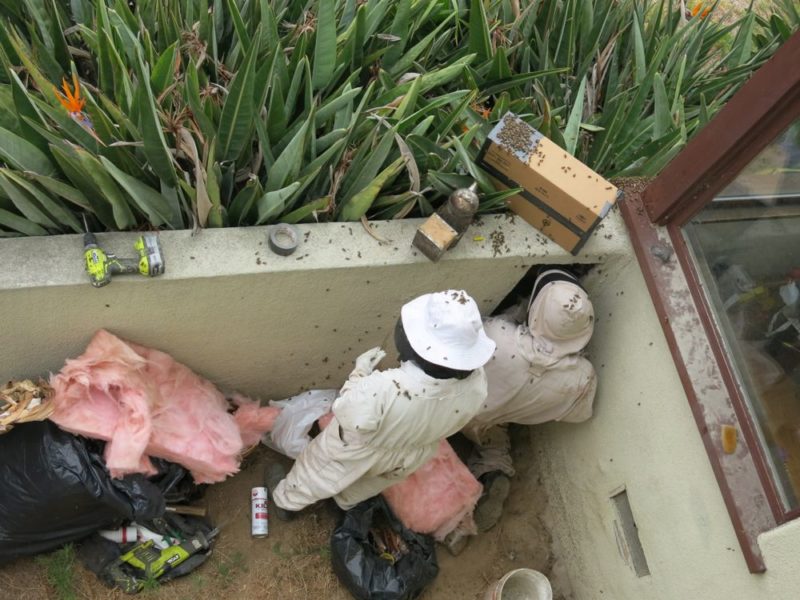 live bee removal action