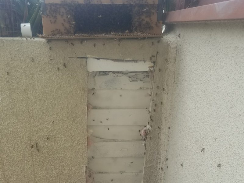 live bee removal complete