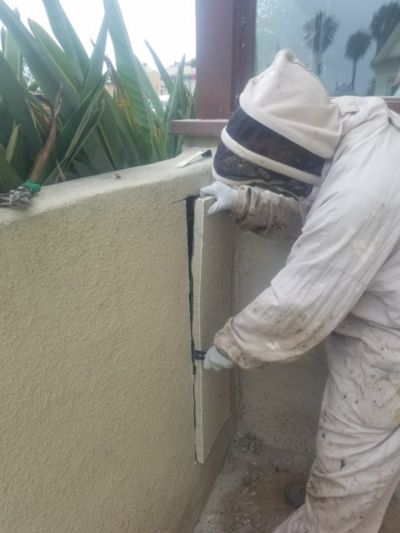 opening the bee hive