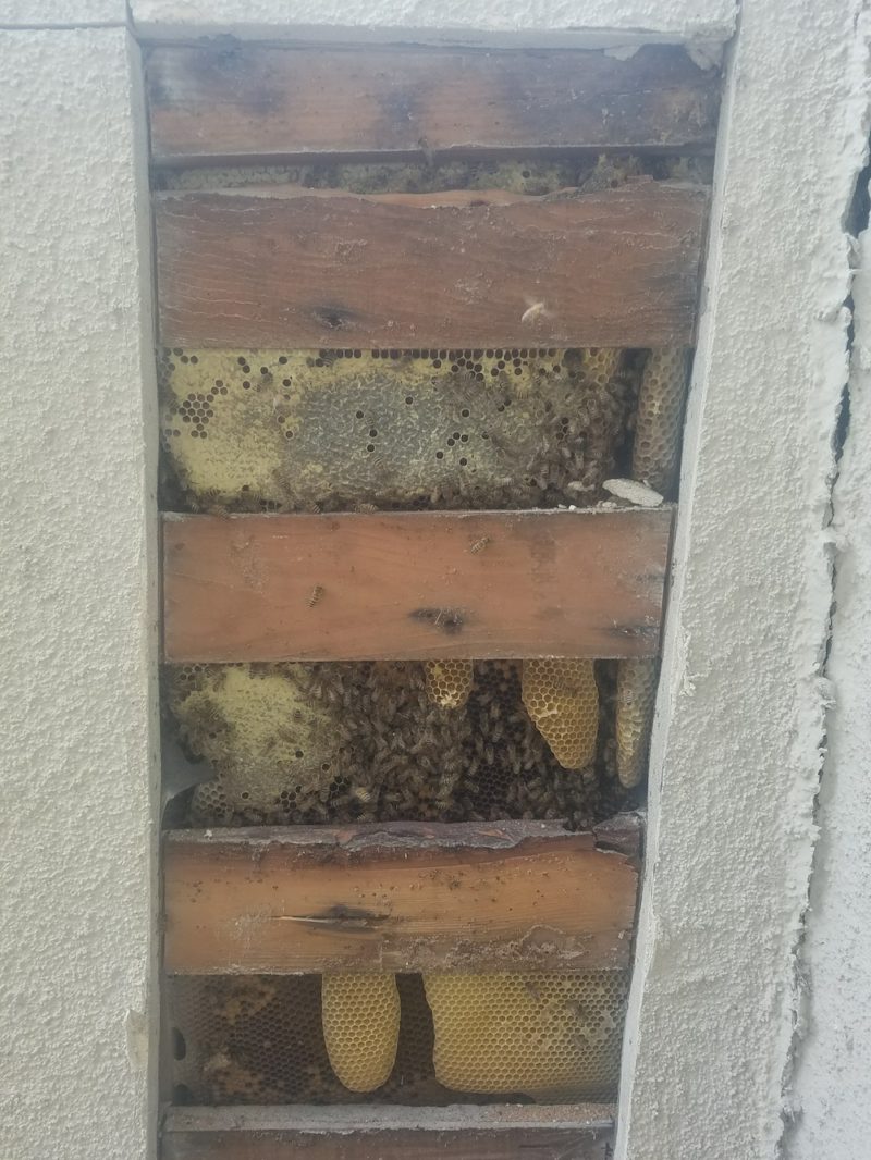 huge bee colony