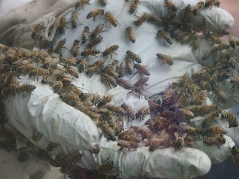 scooping bees by hand