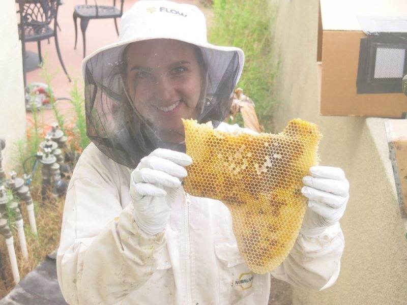 honeycomb