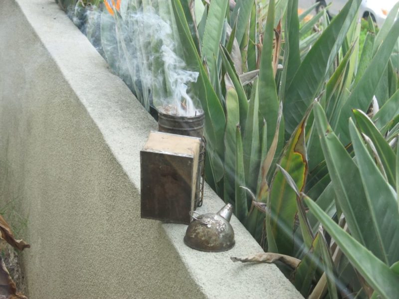 smoking out bees