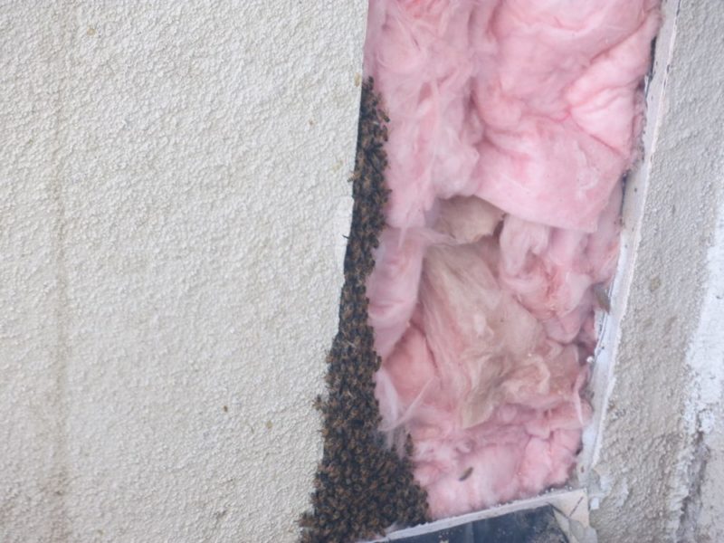 bees left behind