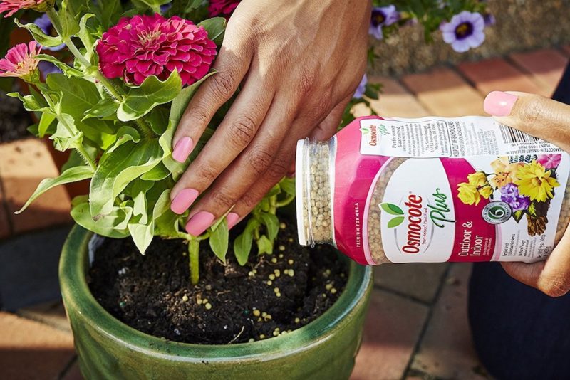osmocote fertilizer