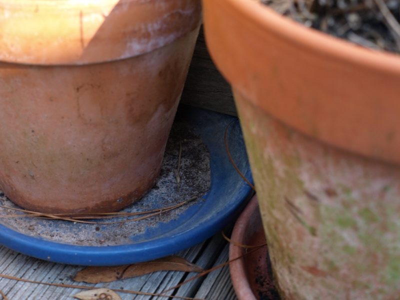 mini gardens need saucers