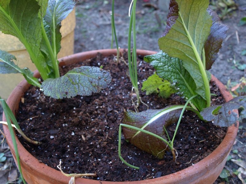 small space garden