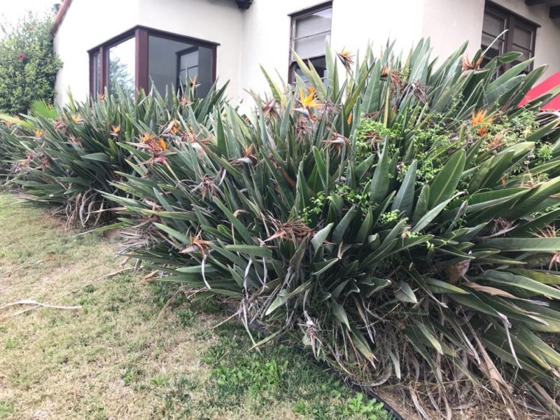plant removal