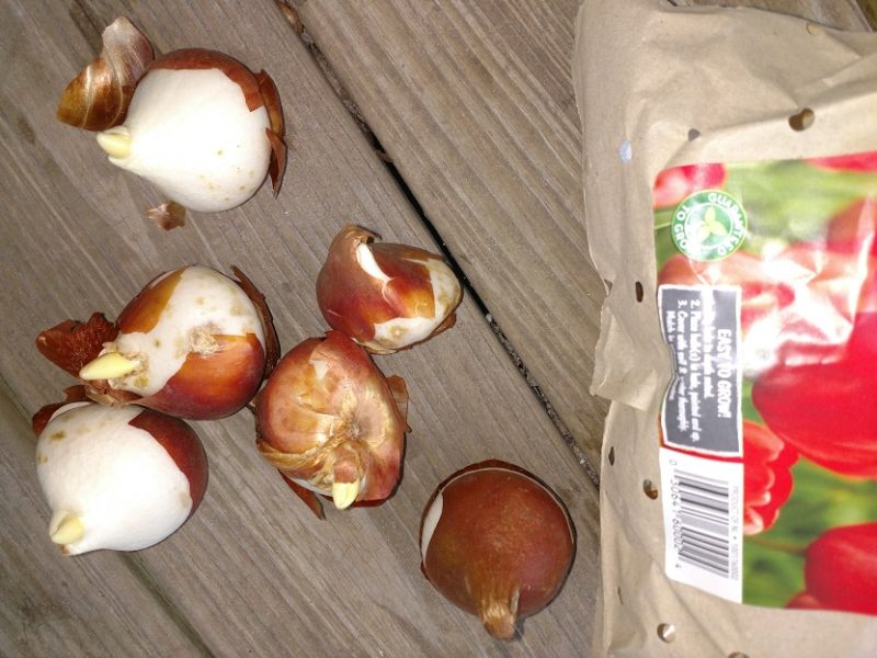 tulip bulbs