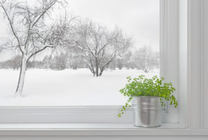 winter gardening tips image