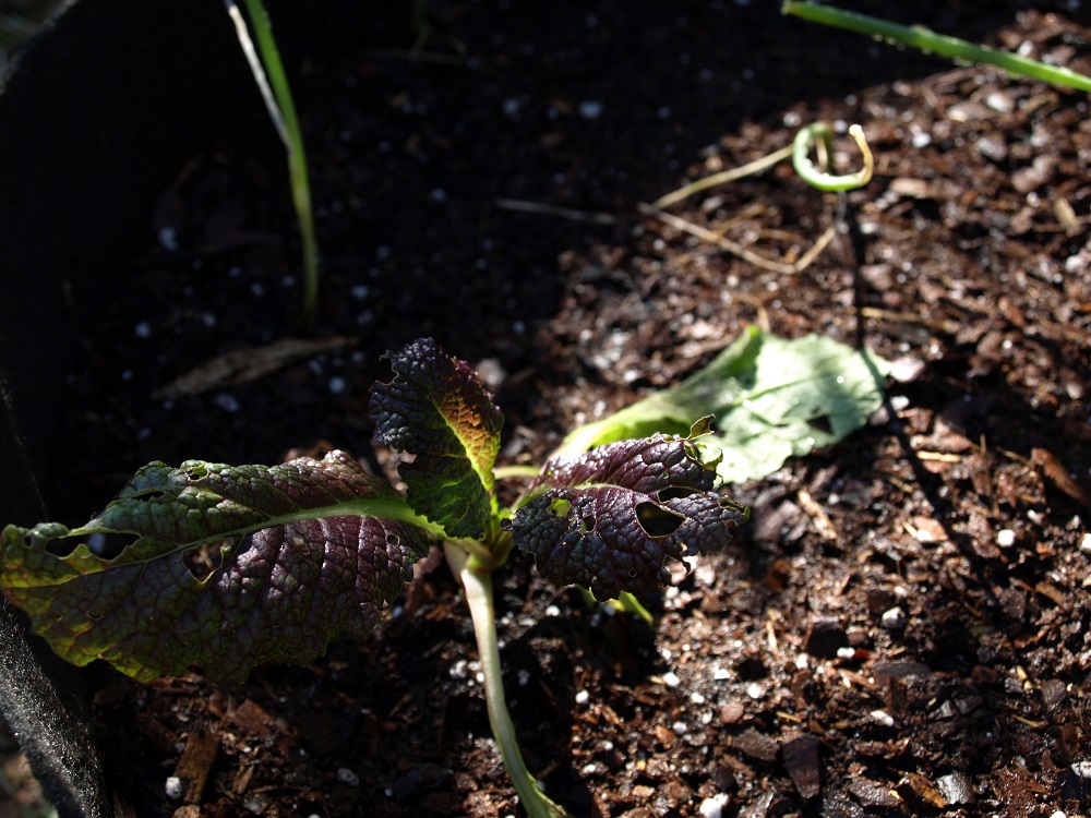 Growing Mustard Greens in Containers A Basic Guide Home Fixated