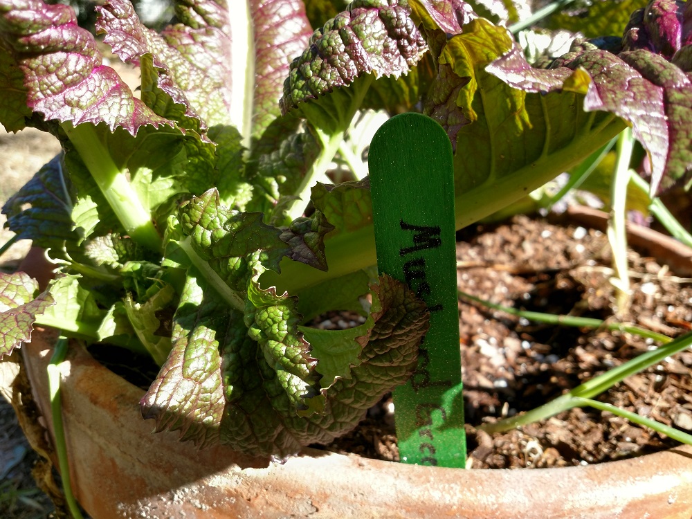 Growing Mustard Greens In Containers A Basic Guide Home Fixated