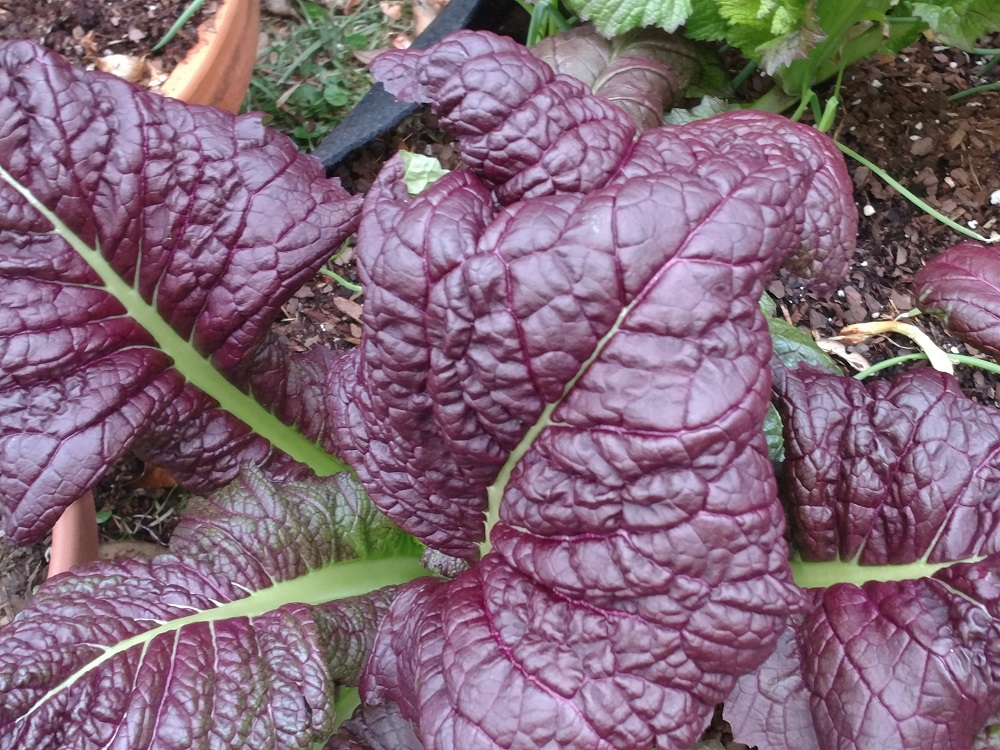 Growing Mustard Greens in Containers A Basic Guide Home Fixated