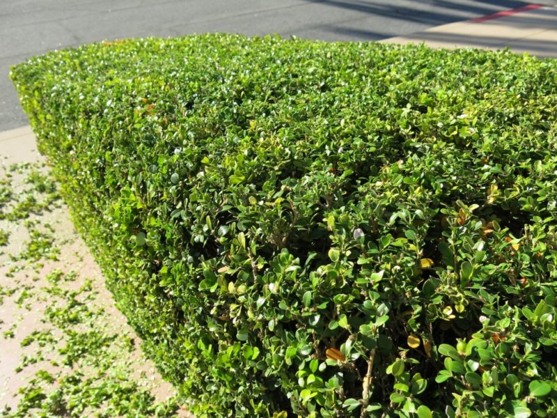 trimmed hedge after