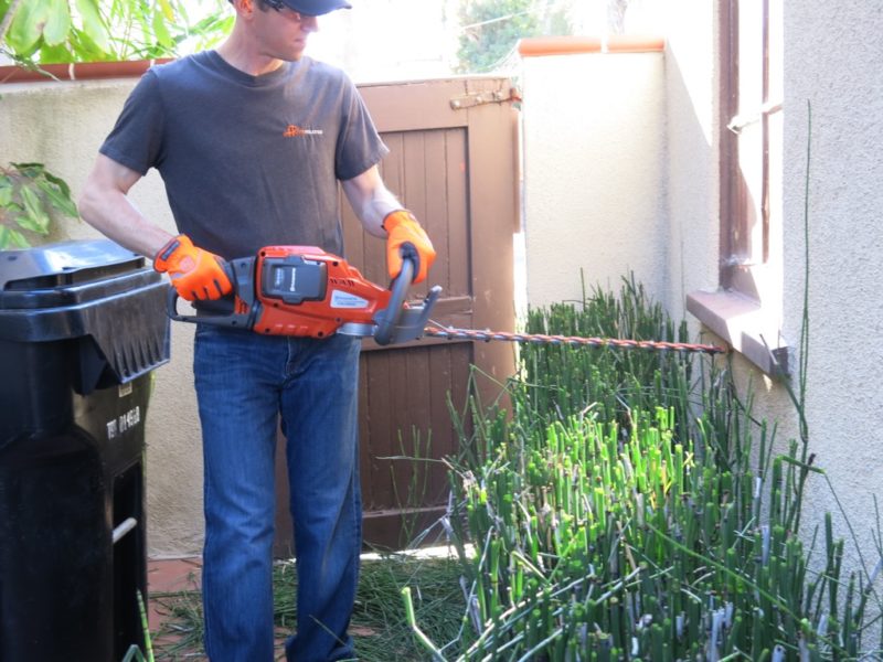 Horsetail trimming