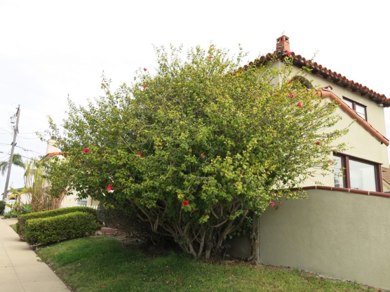 hibiscus pruning