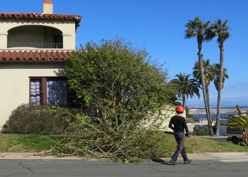 pruning major limbs