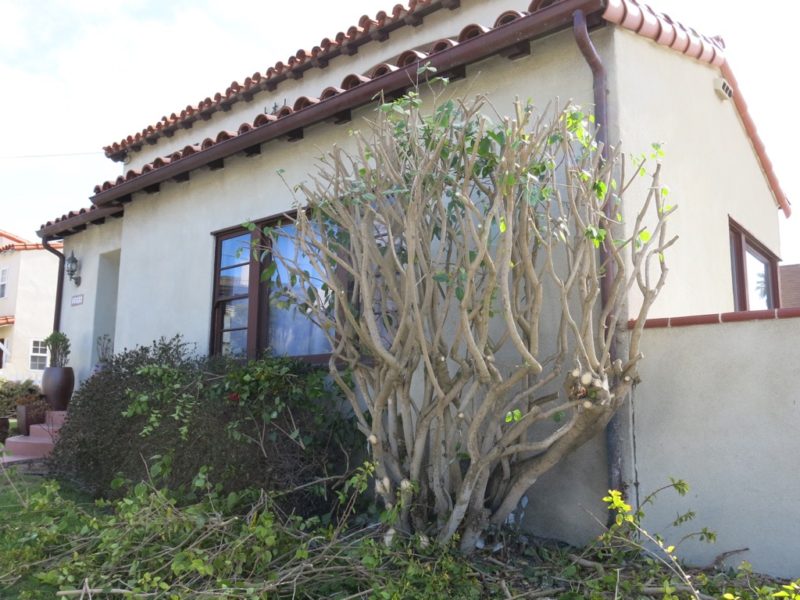 pruned hibiscus